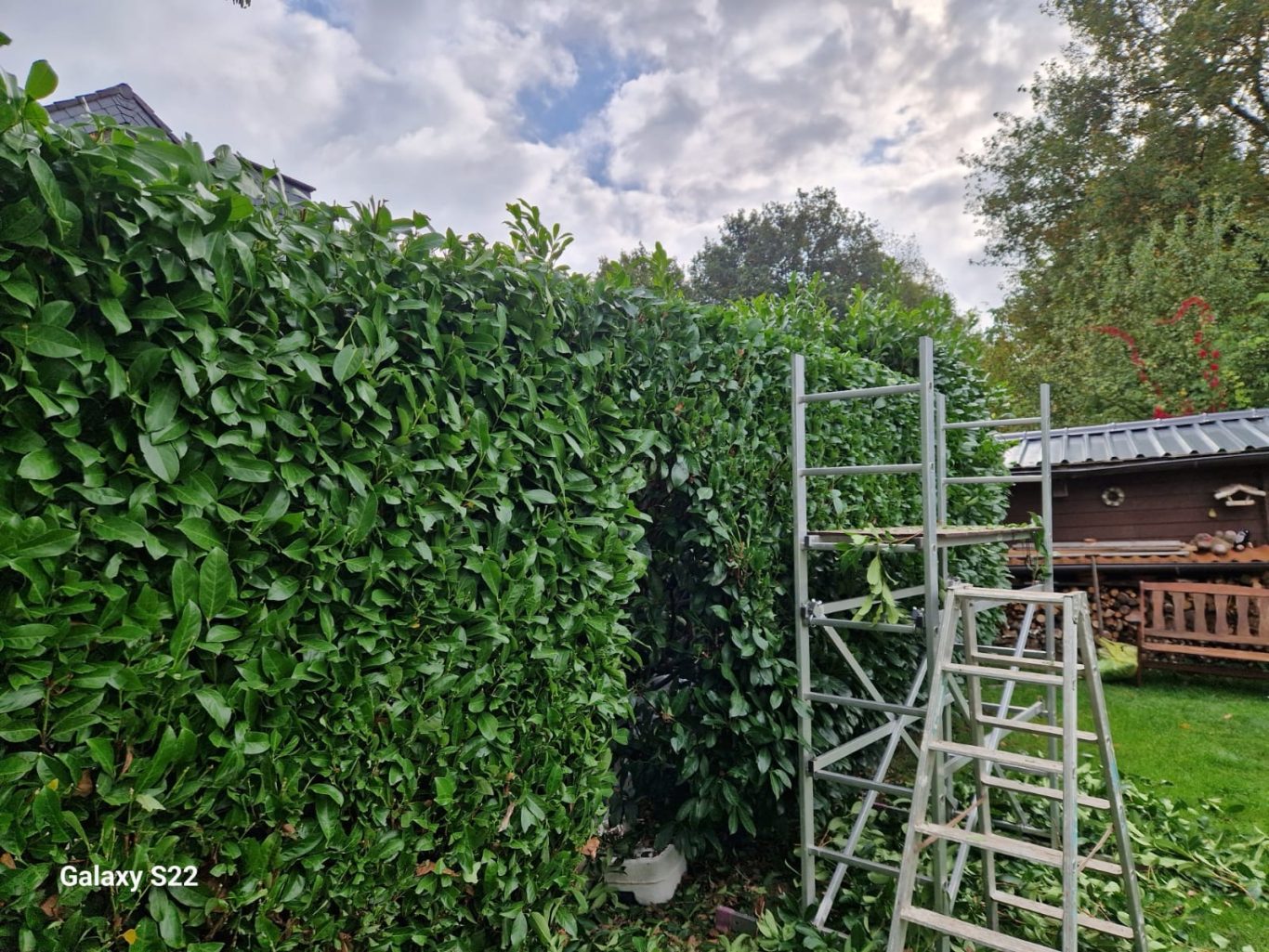 Heckenpflege Hilden – hohe Sichtschutzhecke | GaLaBau & Grünflächenpflege Hohe grüne Sichtschutzhecke in einem Privatgarten in Hilden während der Heckenpflege, mit Gerüst und Schnittgut auf dem Rasen.